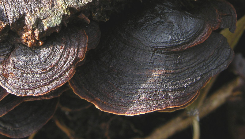 In bosco di Quercus cerris(6). - (Hymenochaete rubiginosa)